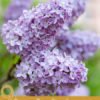 9 Proven Benefits of Lilac Essential Oil