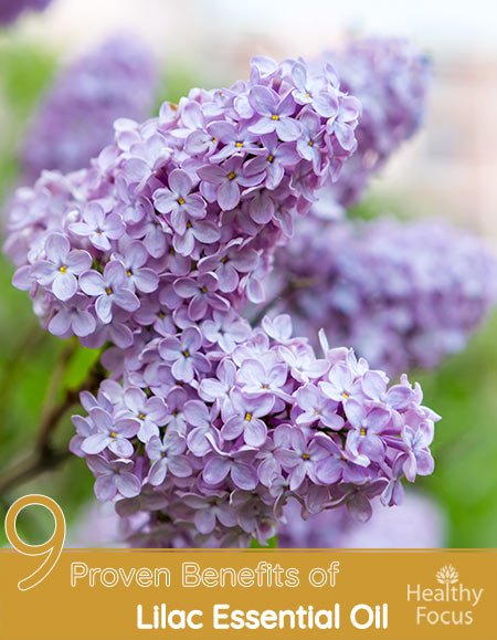 9 Proven Benefits of Lilac Essential Oil 1 9 Proven Benefits of Lilac Essential Oil