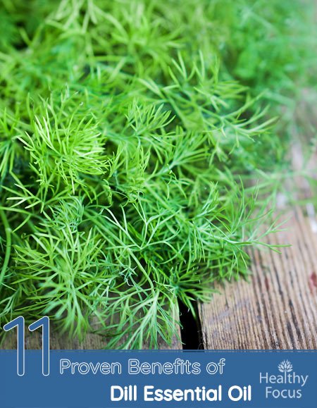 11 Proven Benefits of Dill Essential Oil 1 11 Proven Benefits of Dill Essential Oil