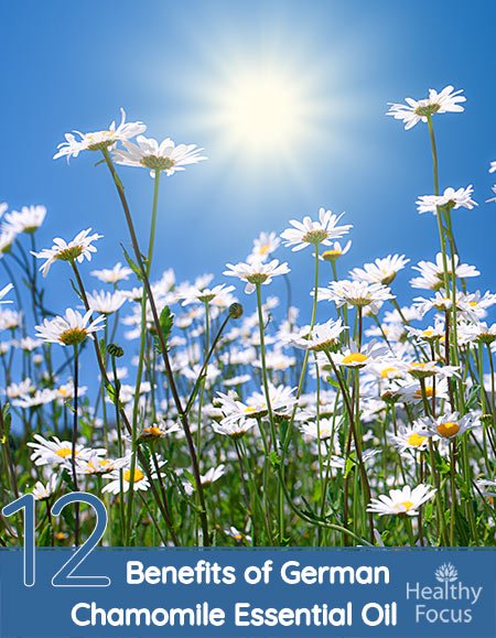 12 Amazing Benefits of German Chamomile Essential Oil 1 12 Amazing Benefits of German Chamomile Essential Oil