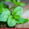 15 Amazing Benefits of Bergamot Mint Essential Oil