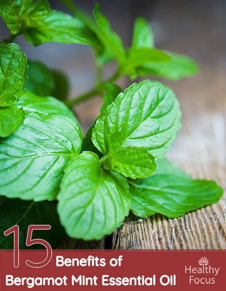 15 Amazing Benefits of Bergamot Mint Essential Oil 1 15 Amazing Benefits of Bergamot Mint Essential Oil