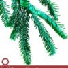 8 Proven Uses for Black Spruce Essential Oil
