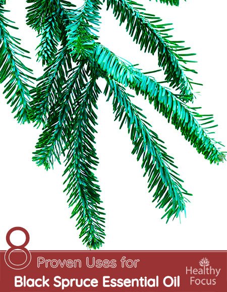 8 Proven Uses for Black Spruce Essential Oil 1 8 Proven Uses for Black Spruce Essential Oil