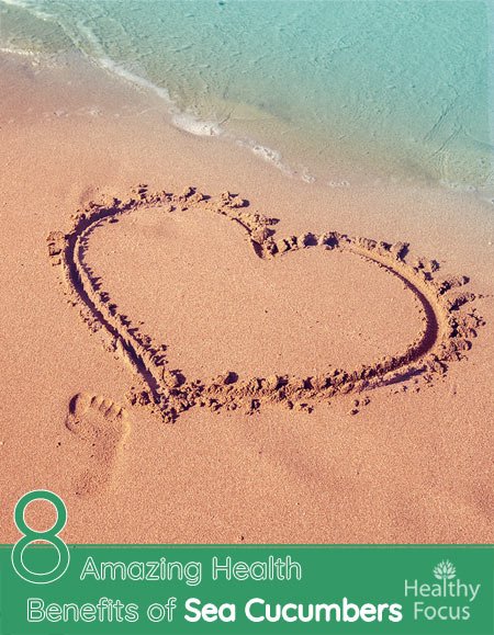 8 Amazing Health Benefits of Sea Cucumbers 1 8 Amazing Health Benefits of Sea Cucumbers