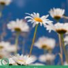 9 Amazing Health Benefits of Daisies