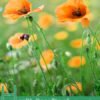 Health Benefits of California Poppy