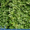 Health Benefits of Hedera Helix