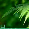 Health Benefits of Polypodium Vulgare