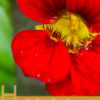 Health Benefits of Tropaeolum Majus-Nasturtium