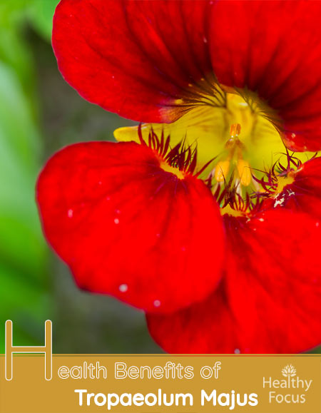 7 Amazing Health Benefits of Nasturtium 1 Health Benefits of Tropaeolum Majus-Nasturtium