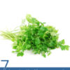 7 Amazing Health Benefits of Chervil